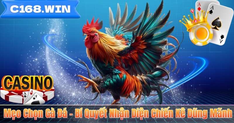 Mẹo Chọn Gà Đá – Bí Quyết Nhận Diện Chiến Kê Dũng Mãnh Mẹo Chọn Gà Đá – Bí Quyết Nhận Diện Chiến Kê Dũng Mãnh